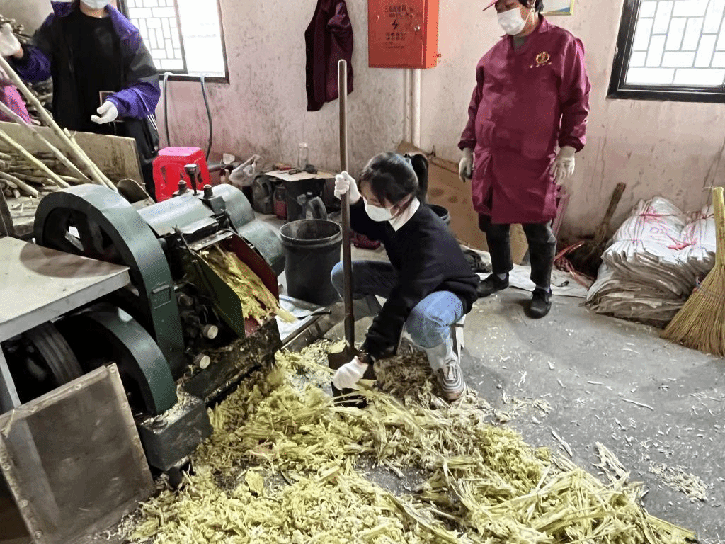 公益助農新體驗，鄉村振興正當時 惲代英菁英學校赴新洲紅糖小鎮開展勞動實踐教育